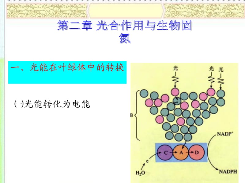 光合作用与生物固氮.ppt_第2页