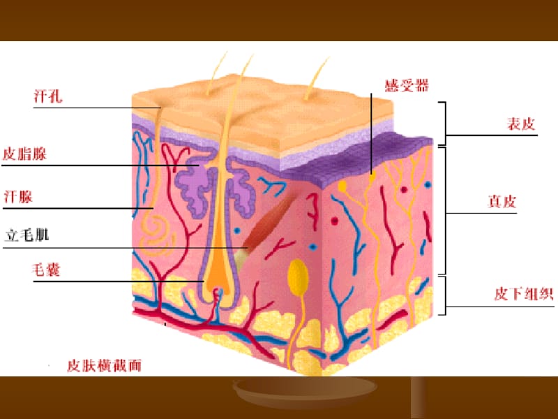 二章皮肤.ppt_第2页