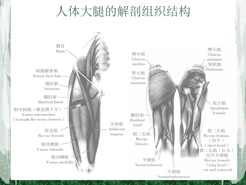 短跑运动员的股后肌群力量训练2013教学课件.ppt_第2页