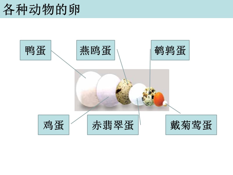 教科版四年级下册二单元6课.ppt_第3页