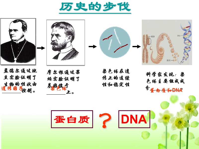 DNA是主要的遗传物质(2).ppt_第3页