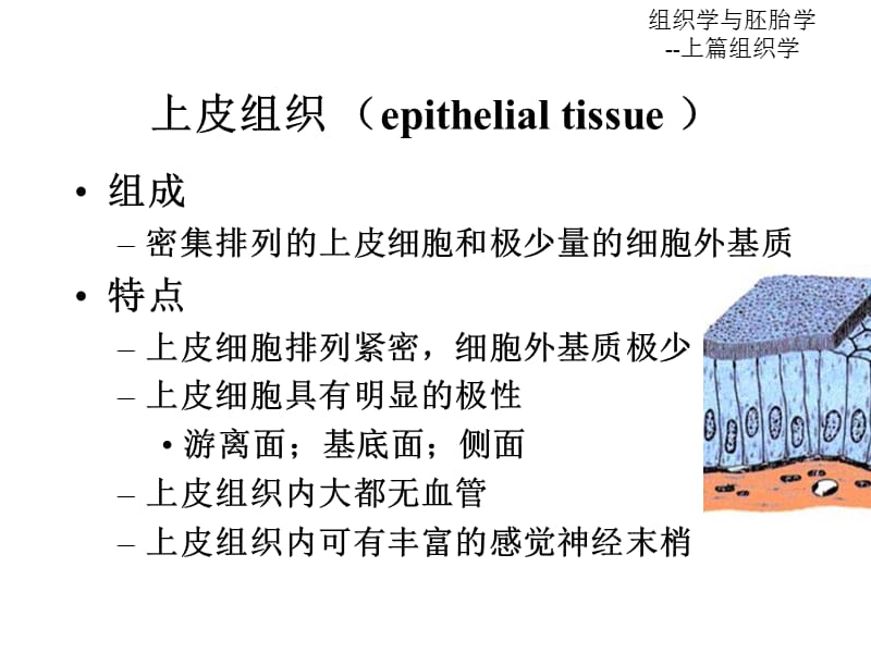 第2章上皮组织ppt课件.ppt_第2页