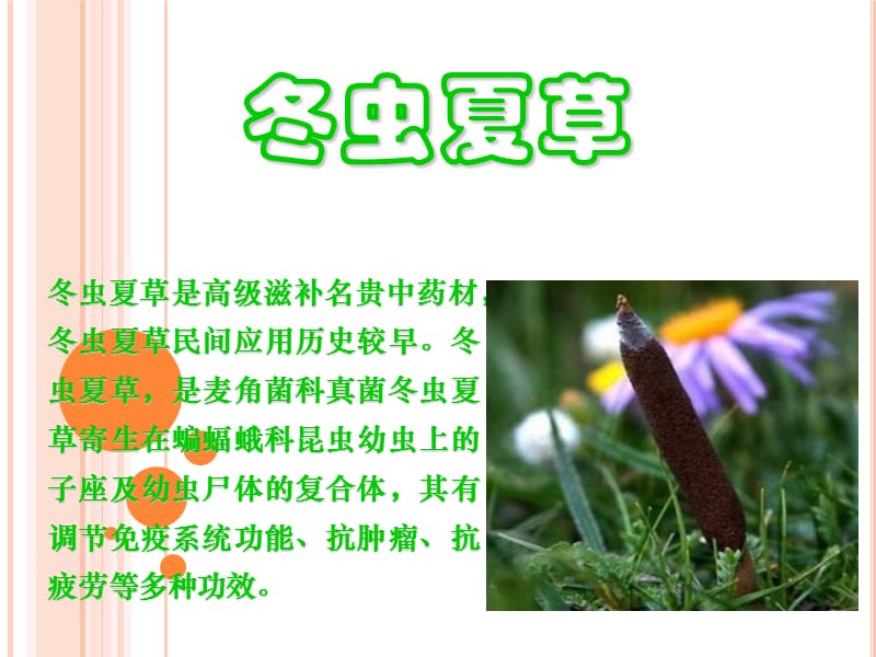 冬虫夏草的做法虫草菜谱.ppt_第2页