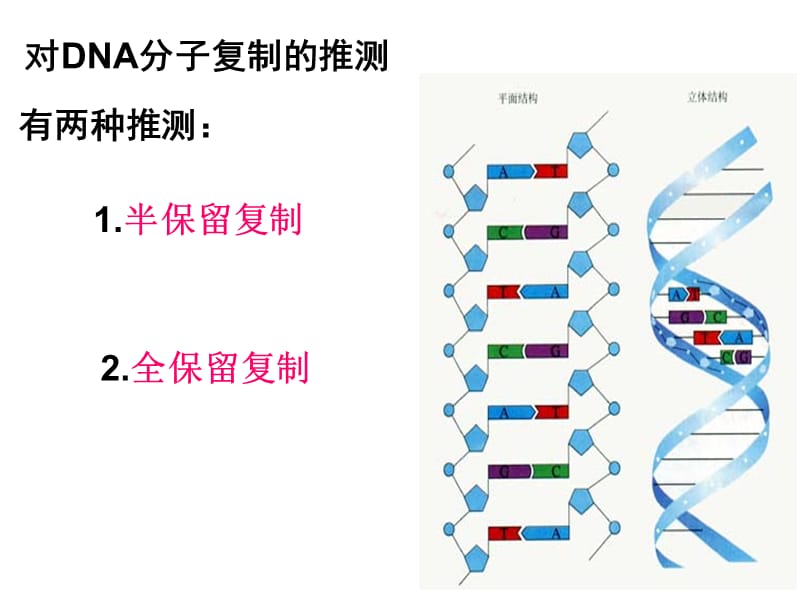 DNA的复制.ppt_第2页