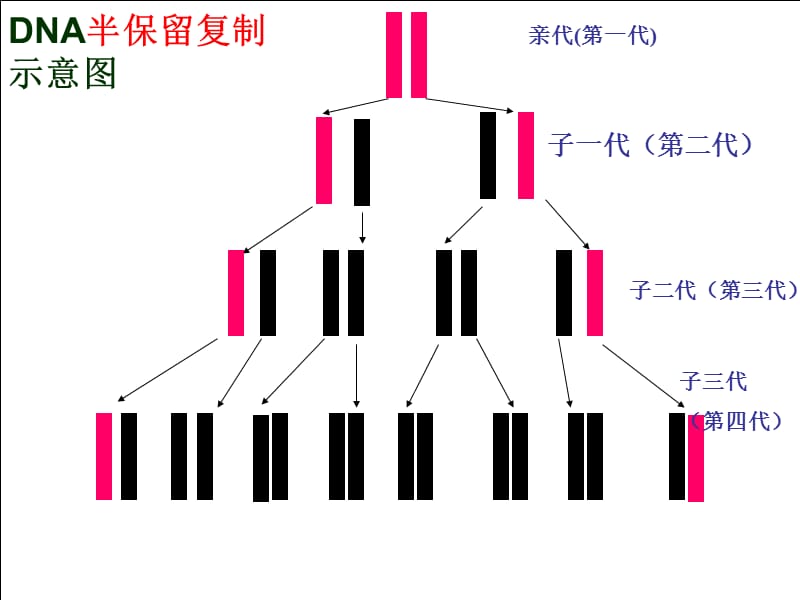 DNA的复制.ppt_第3页