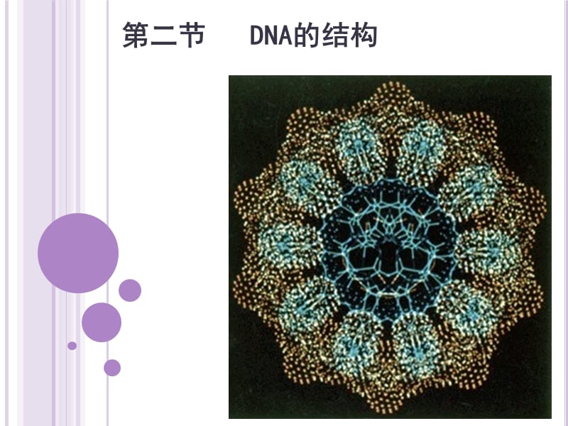 DNA的结构141225.ppt_第1页