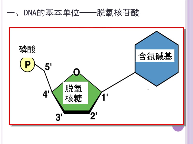 DNA的结构141225.ppt_第2页