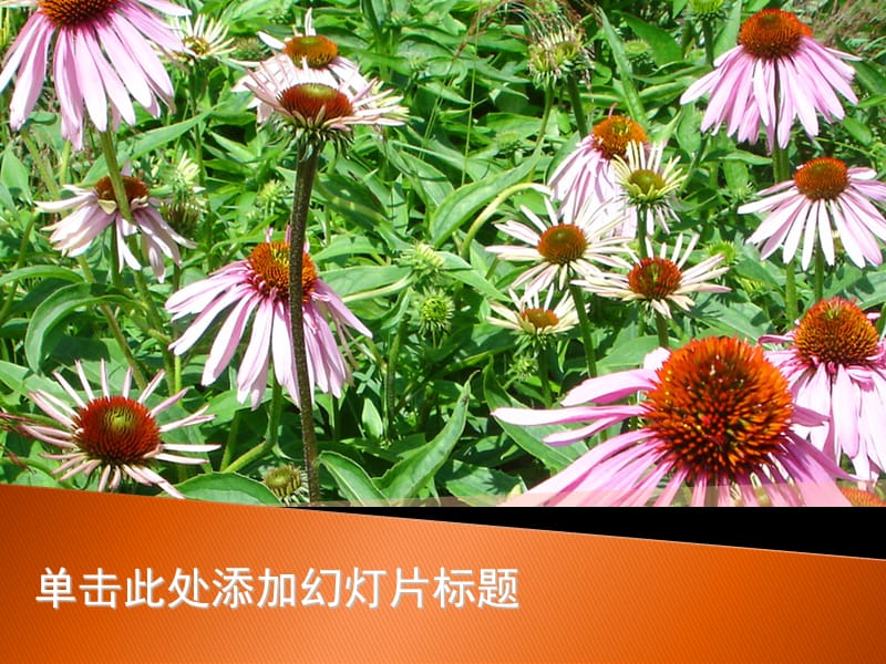 开红花的绿色植物模板.ppt_第1页