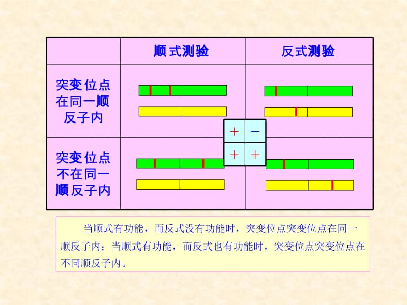 病毒的遗传分析.ppt_第2页