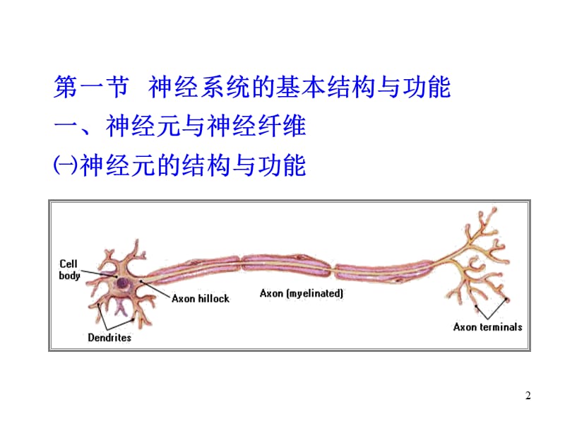 第十部分神经系统教学课件.ppt_第2页