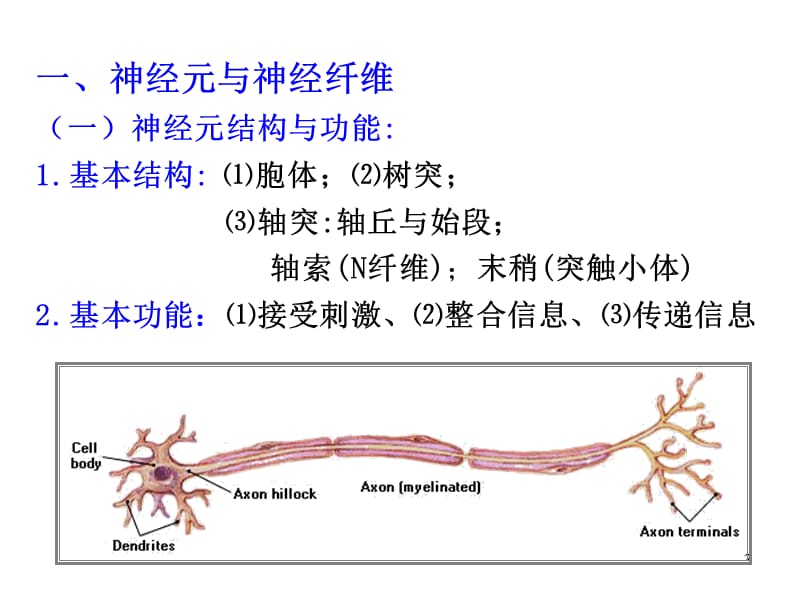 第十部分神经系统教学课件.ppt_第3页