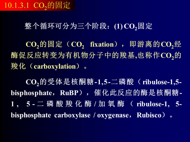 二节二氧化碳固定.ppt_第3页