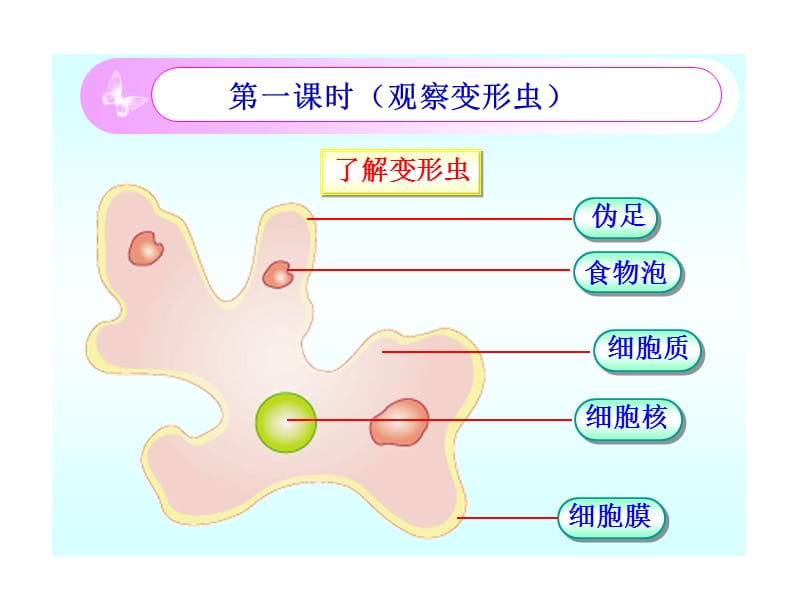 北师大版七上《细胞是生命活动的单位》].ppt.ppt_第2页