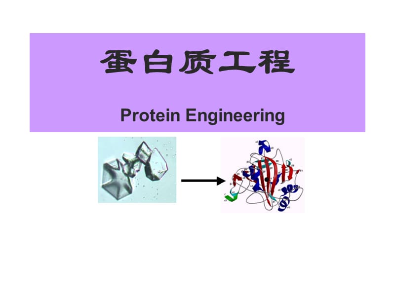 蛋白质工程第一章 绪论.ppt_第1页