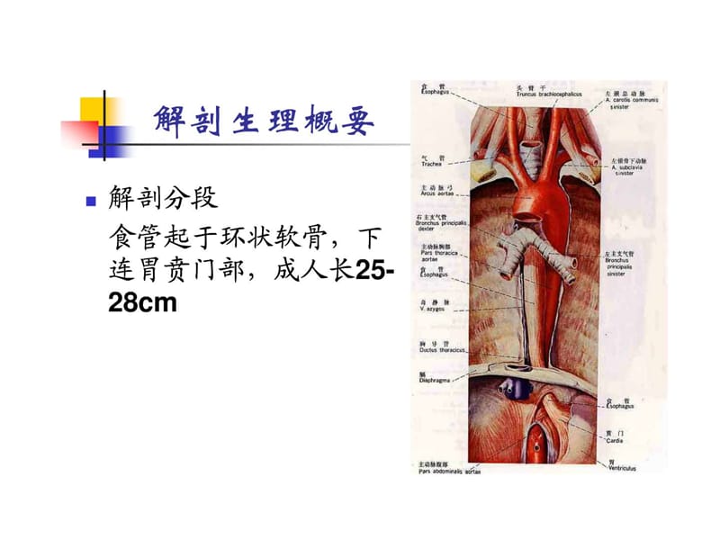 食管疾病病人的护理.ppt_第3页