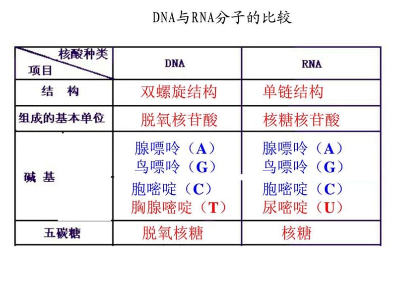 高一生物基因指导蛋白质的合成4_图文.ppt.ppt_第2页