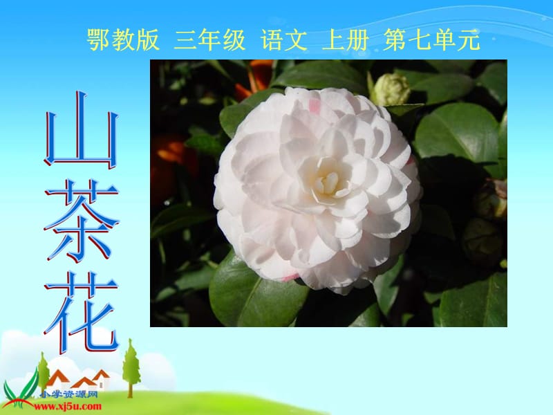 鄂教版三年级上册山茶花课件1.ppt_第2页