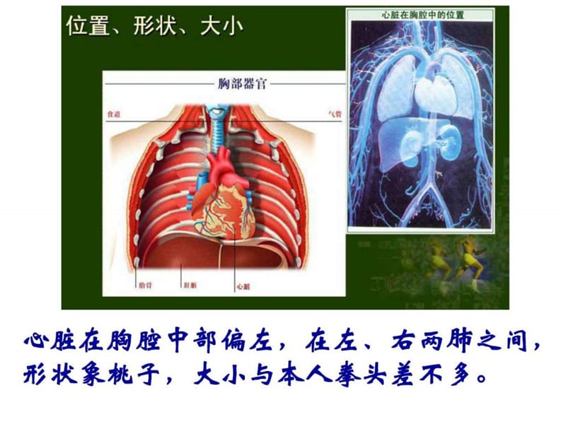 输送血液的泵—心脏(正式).ppt_第2页