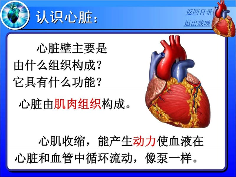 输送血液的泵—心脏(正式).ppt_第3页