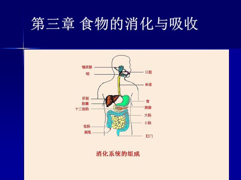 第三章食物的消化与吸收.ppt_第1页