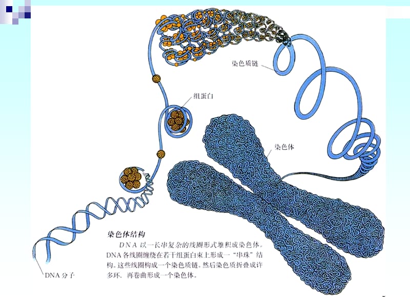 染色体工程.ppt_第2页