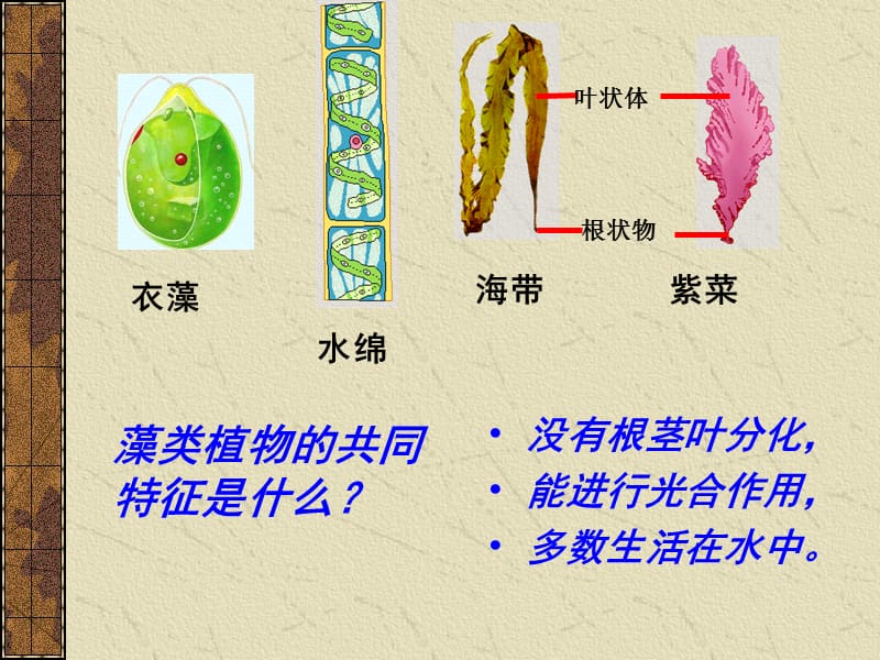 初中生物《藻类、苔藓和蕨类植物_》ppt课件[1].ppt_第3页