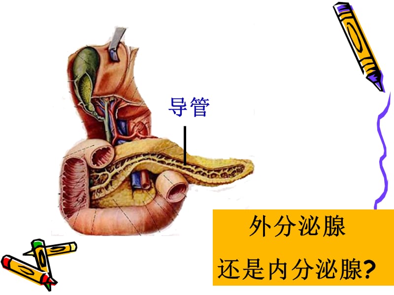 公开课课件：人体的激素调节.ppt_第3页