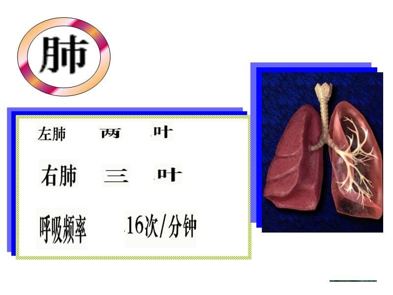 发生在肺内的气体交换.ppt_第3页