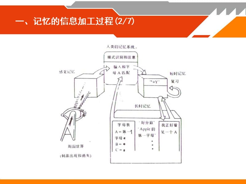 第四节记忆的信息加工.ppt_第3页