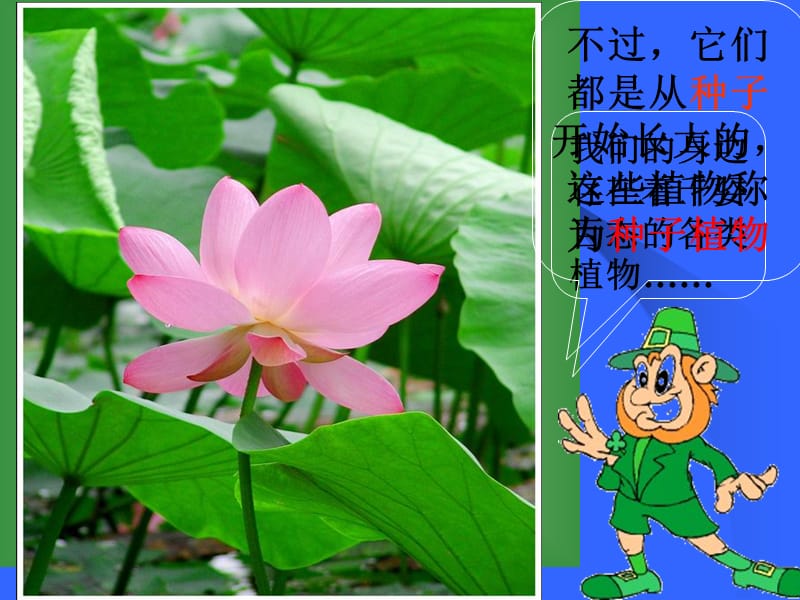 初一生物《种子植物》PPT课件 (4).ppt_第2页