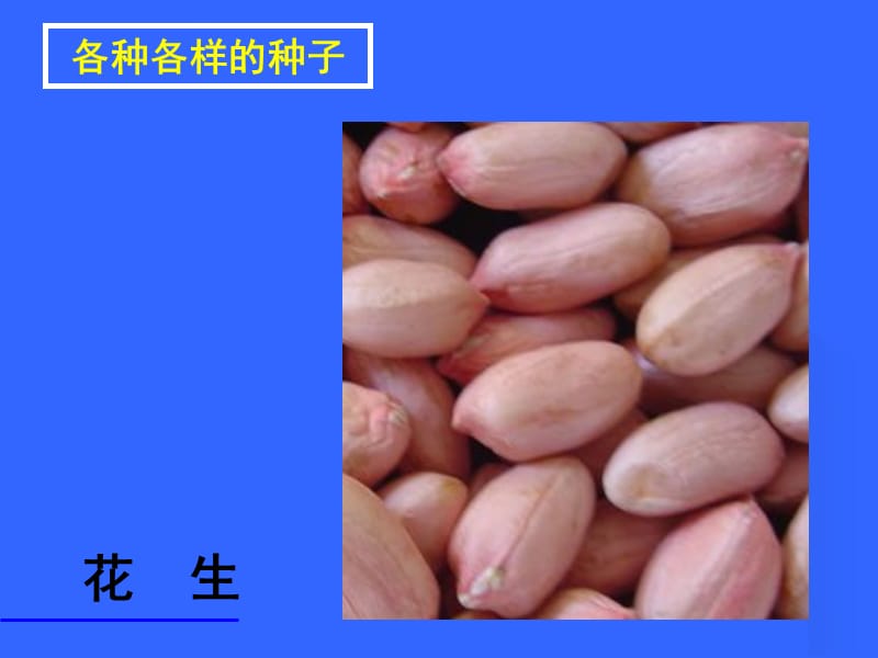 初一生物《种子植物》PPT课件 (4).ppt_第3页