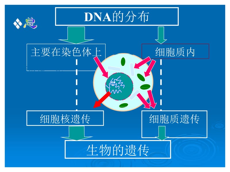 高考复习生物的遗传xiu111.ppt_第2页