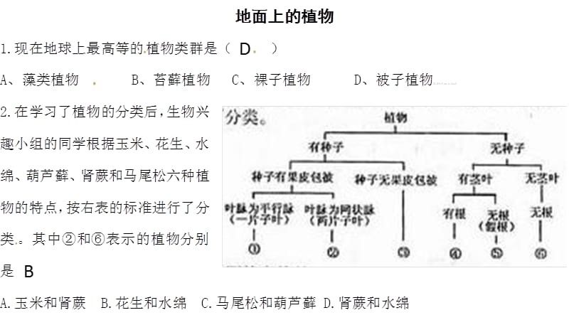 地面上的植物.ppt_第1页