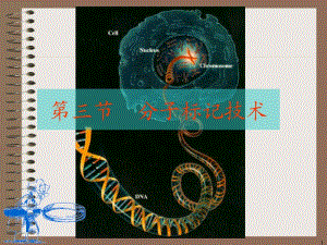 03-分子标记-刘晓雪.ppt