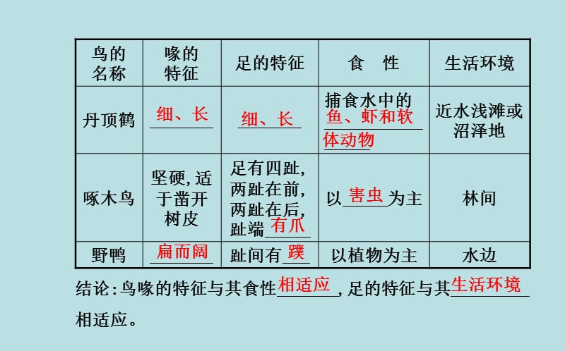 第六节鸟.ppt_第3页