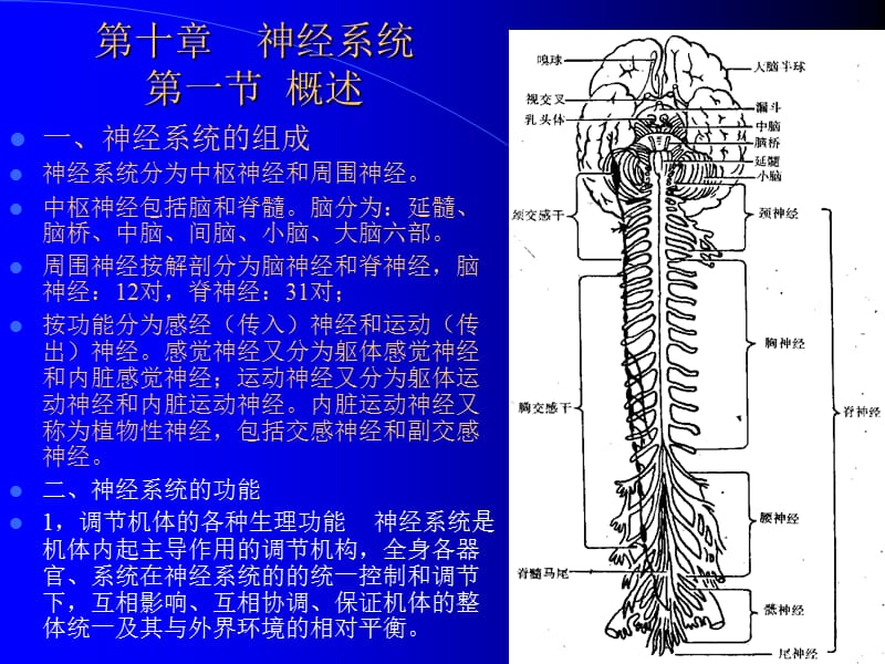 第十章神经系统第一节概述.ppt_第1页