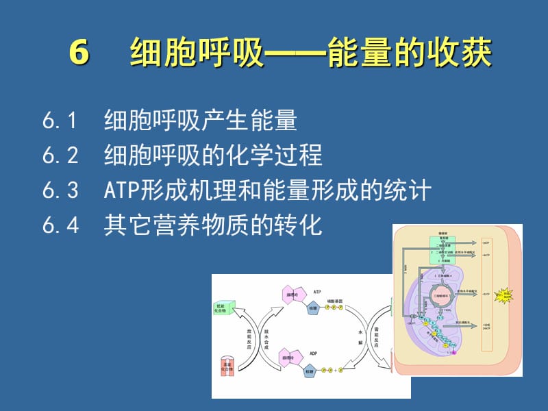 06-细胞呼吸.ppt_第1页