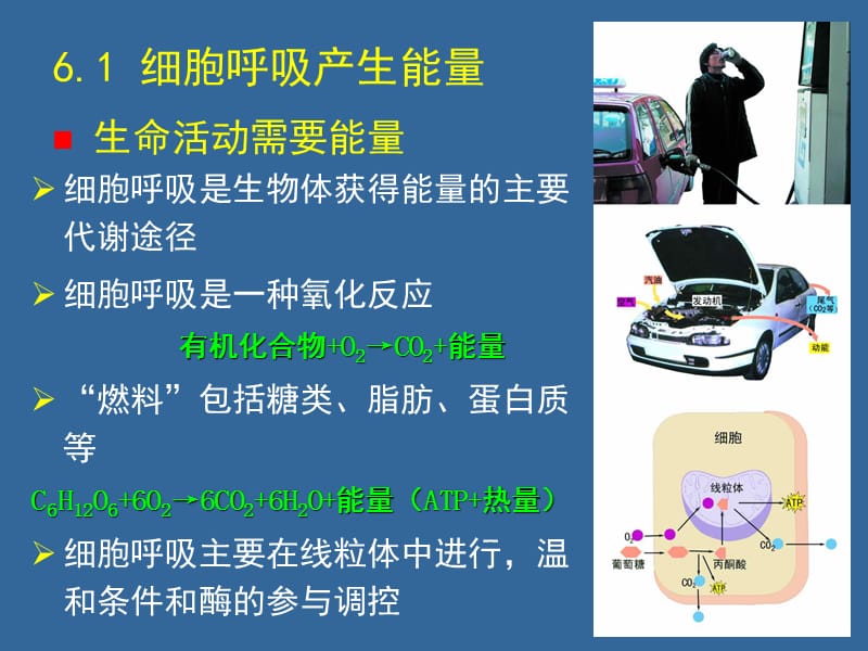 06-细胞呼吸.ppt_第2页