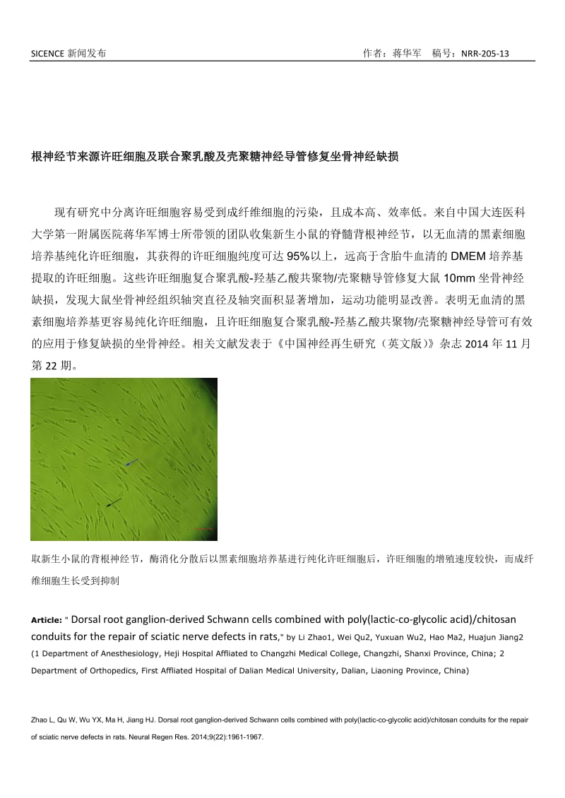 根神经节来源许旺细胞及联合聚乳酸及壳聚糖神经导管修复坐骨神经缺损.doc_第1页