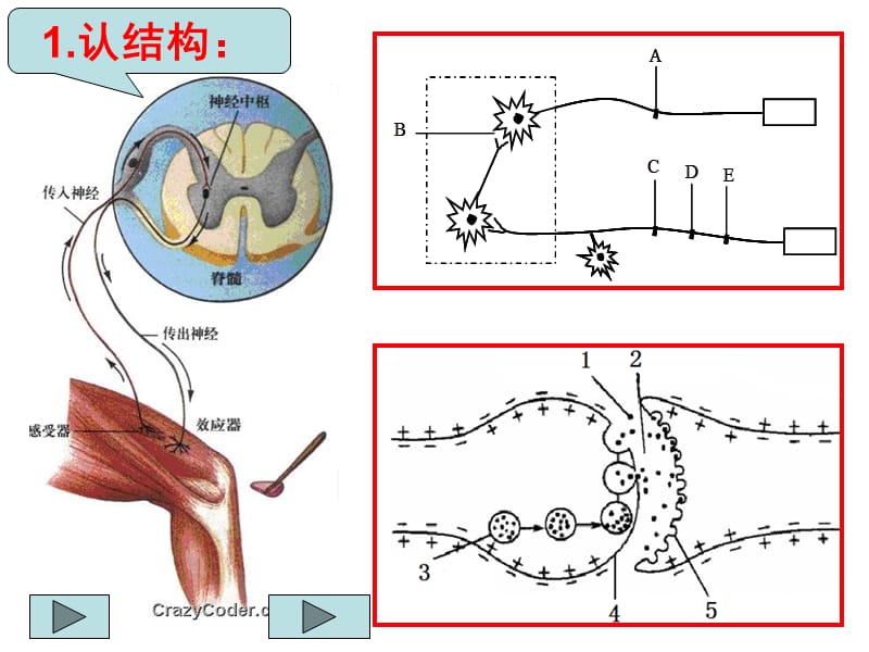 归纳复习神经系统的结构和功能.ppt_第2页