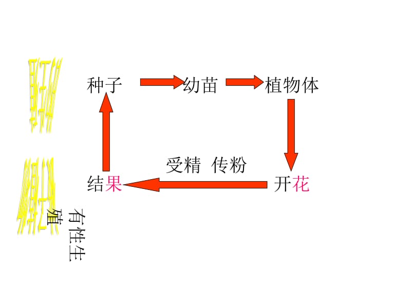 第5节植物生殖方式的多样性2.ppt_第1页