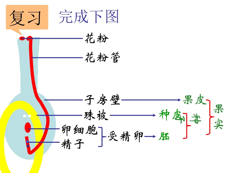 第5节植物生殖方式的多样性2.ppt_第2页