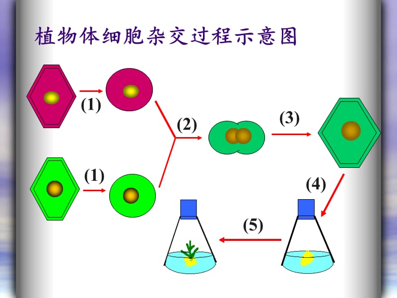 动物细胞融合与单克隆抗体.ppt_第2页