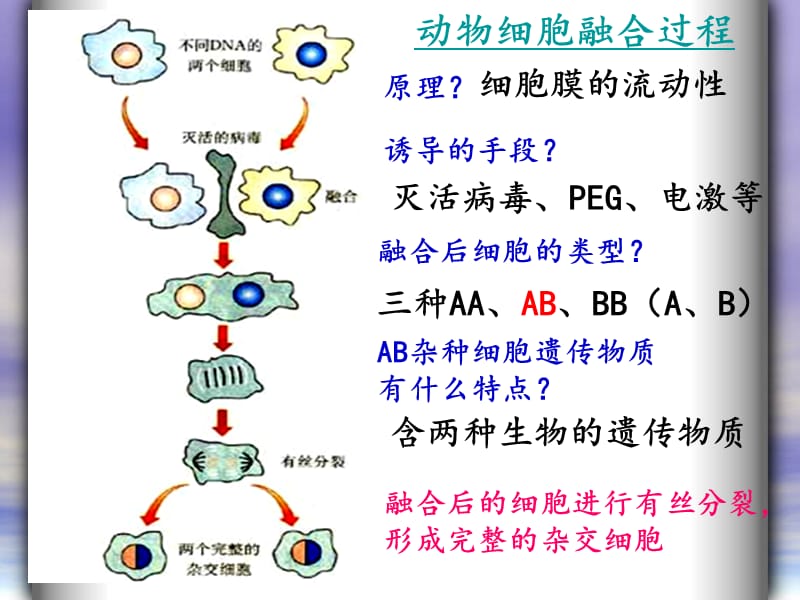 动物细胞融合与单克隆抗体.ppt_第3页