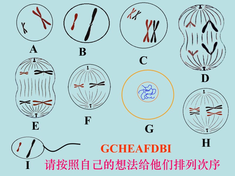 10227高一生物《减数分裂和受精作用二》课件.ppt_第1页