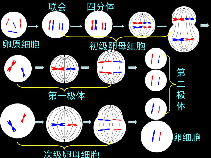 10227高一生物《减数分裂和受精作用二》课件.ppt_第2页