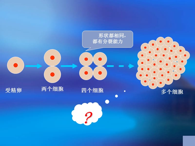 动物体的结构层次-人教版新课标.ppt_第3页