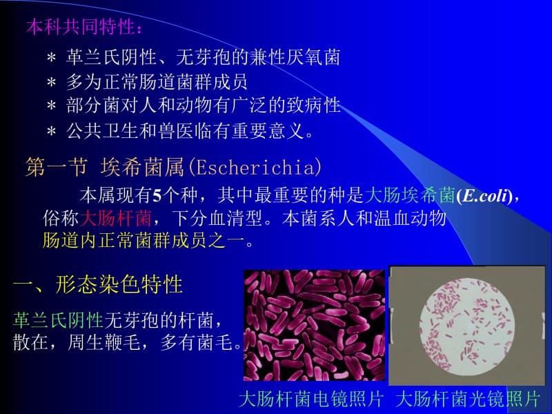 10第九章肠杆菌科.ppt_第2页