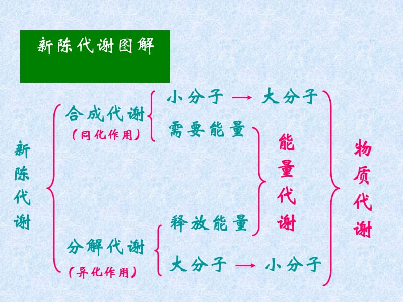 第七章 代谢总论.ppt_第2页