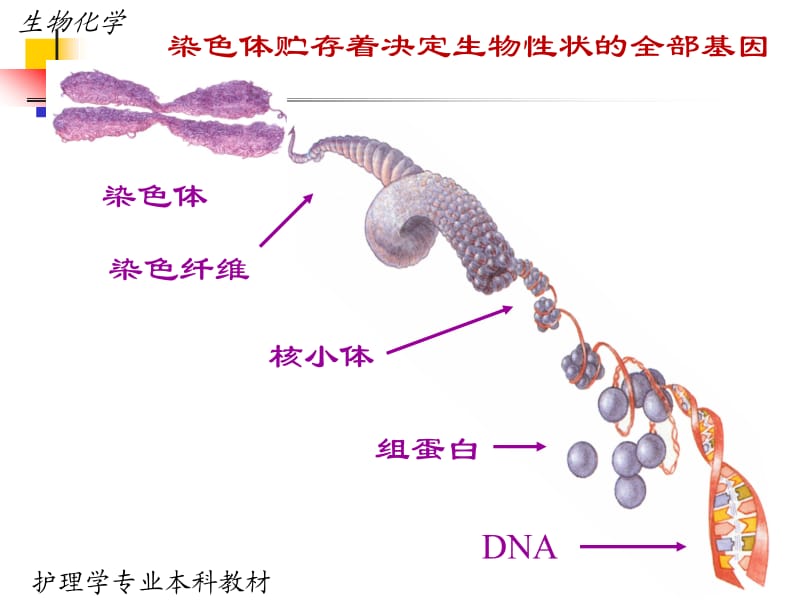 07第七章基因表达调控.ppt_第2页